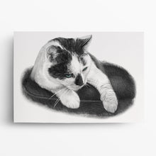Laden Sie das Bild in den Galerie-Viewer, Katzenportrait – Katze zeichnen lassen - handgezeichnet - Zeichnung