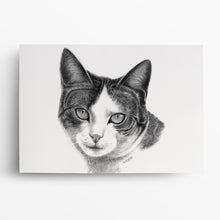Laden Sie das Bild in den Galerie-Viewer, Katzenportrait – Katze zeichnen lassen - handgezeichnet - Zeichnung