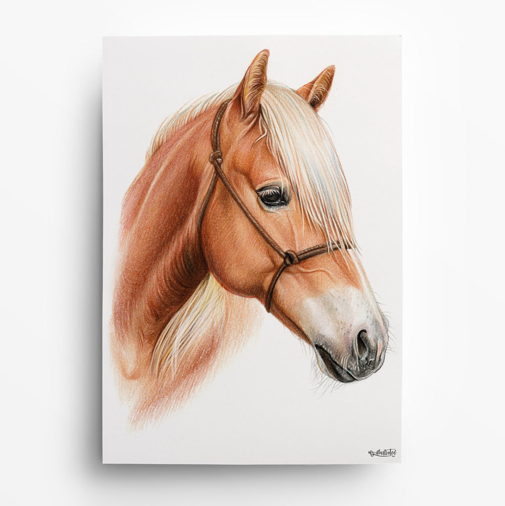 Pferdeportrait nach Foto von My Illustrated